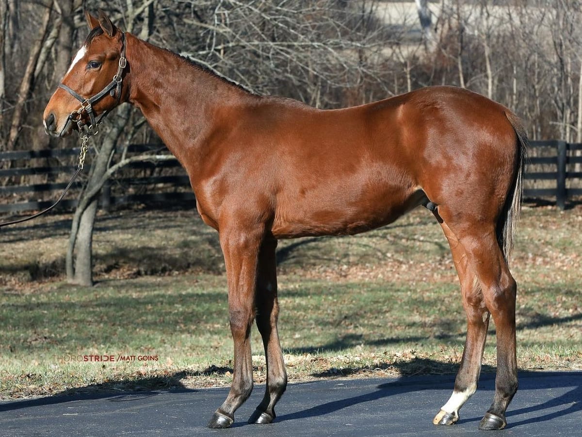 $190,000 at '23 KEEJAN | Colt o/o Cyrielle | Purchased by Hard Five | Courtesy Keeneland