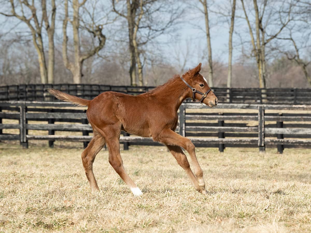 After The Rose colt | pictured at 14 days old | Bred by Spendthrift Farm | Spendthrift Farm Photo