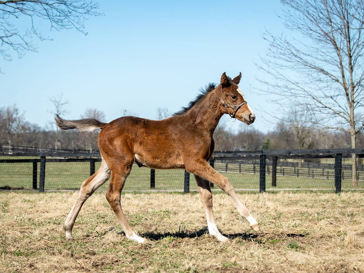 Peace Preserver filly | Pictured at less than 2 months old | Bred by Bridlewood Farm | Spendthrift Farm Photo