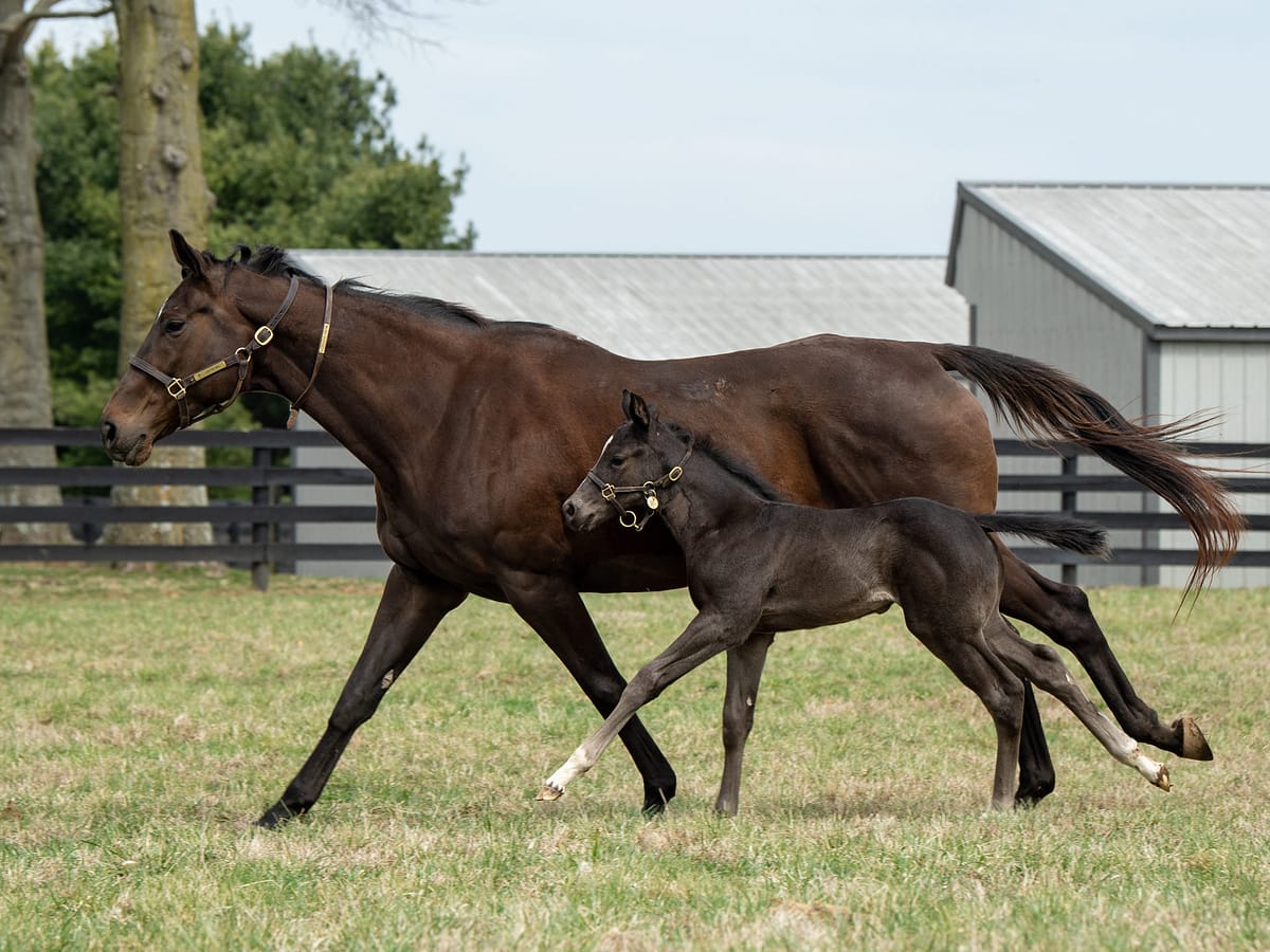 Smooth Path filly | Pictured at 16 days old | Bred by Grantley Acres | Spendthrift Farm Photo
