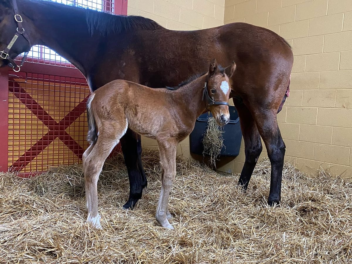 Date to Remember filly | Pictured at 1 day old | Bred by Siena Farm
