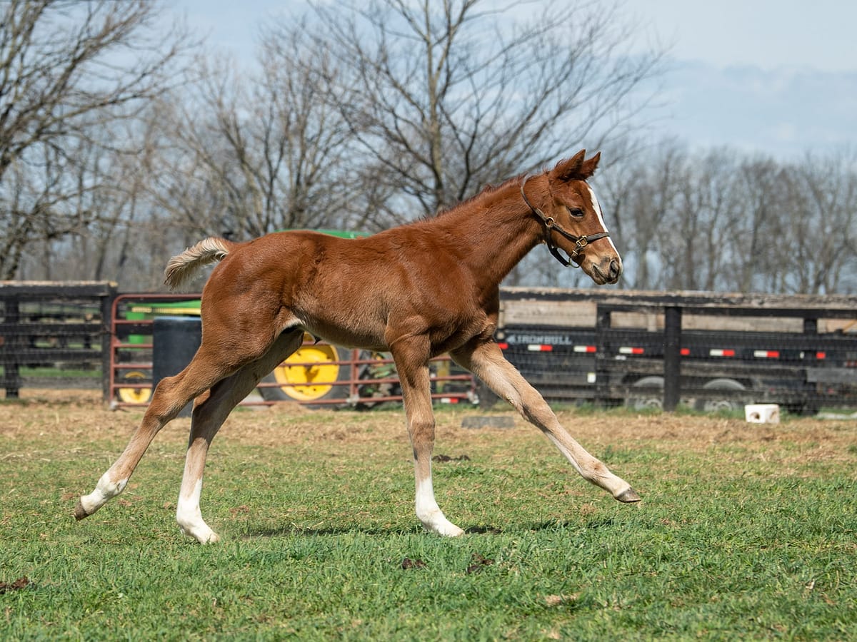 Grandtessa colt | Pictured at 34 days old | Bred by E. H. Beau Lane | Autry Graham photo