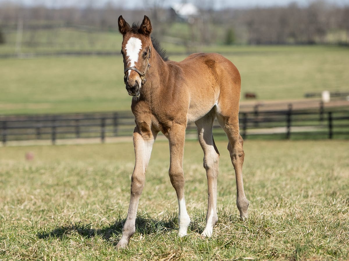New York Groove filly | Pictured at 26 days old | Bred by Woodford Thoroughbreds