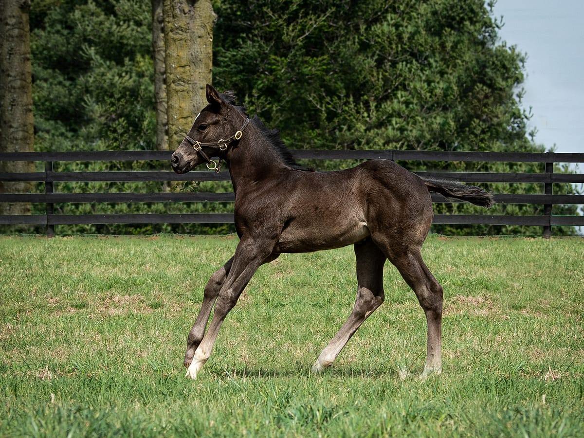 Smooth Path filly | Pictured at 30 days old | Bred by Grantley Acres | Spendthrift Farm Photo