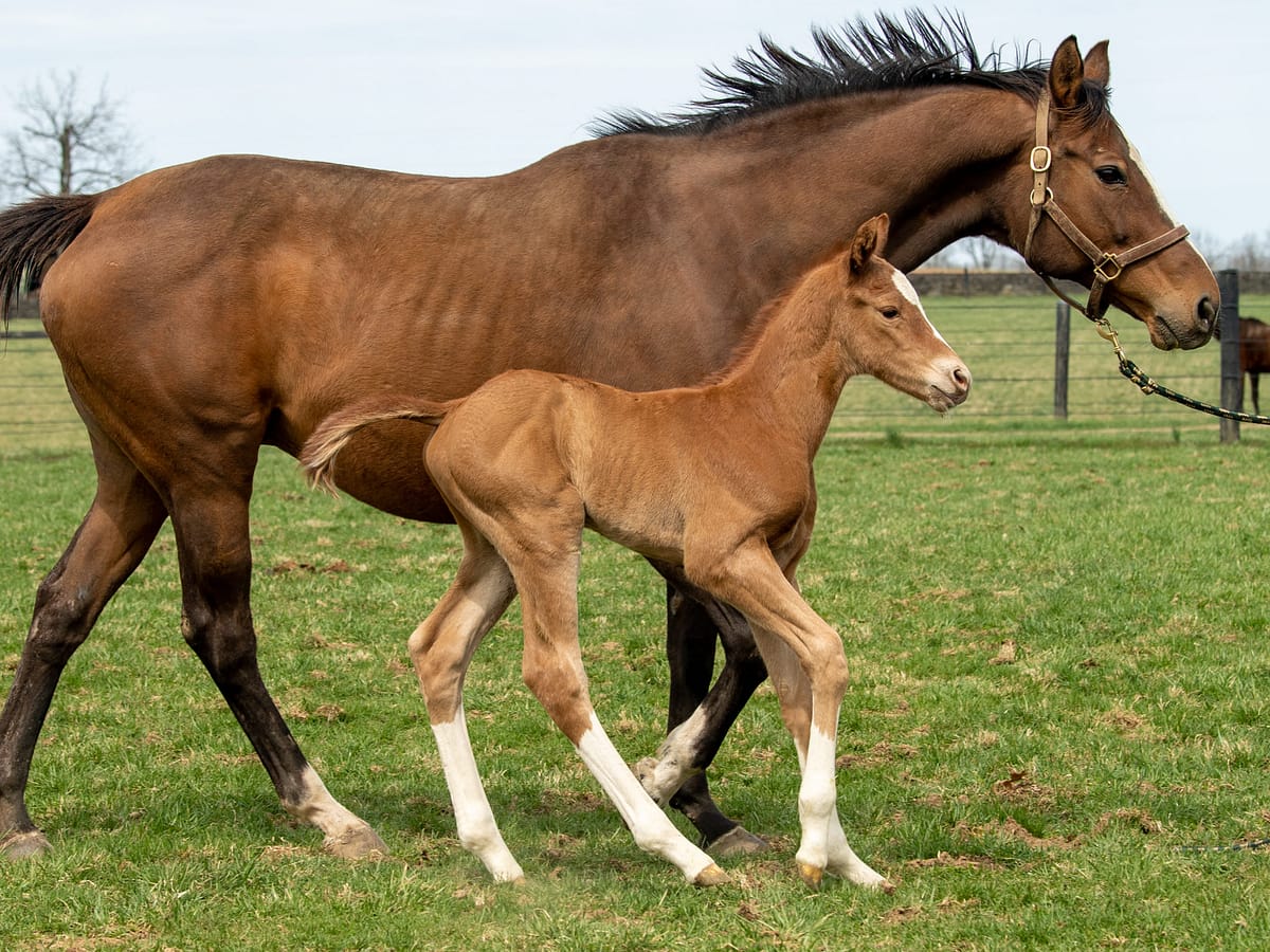 Unbridled Empire colt | Pictured at 3 days old | Bred by John & Frank Penn | Autry Graham photo