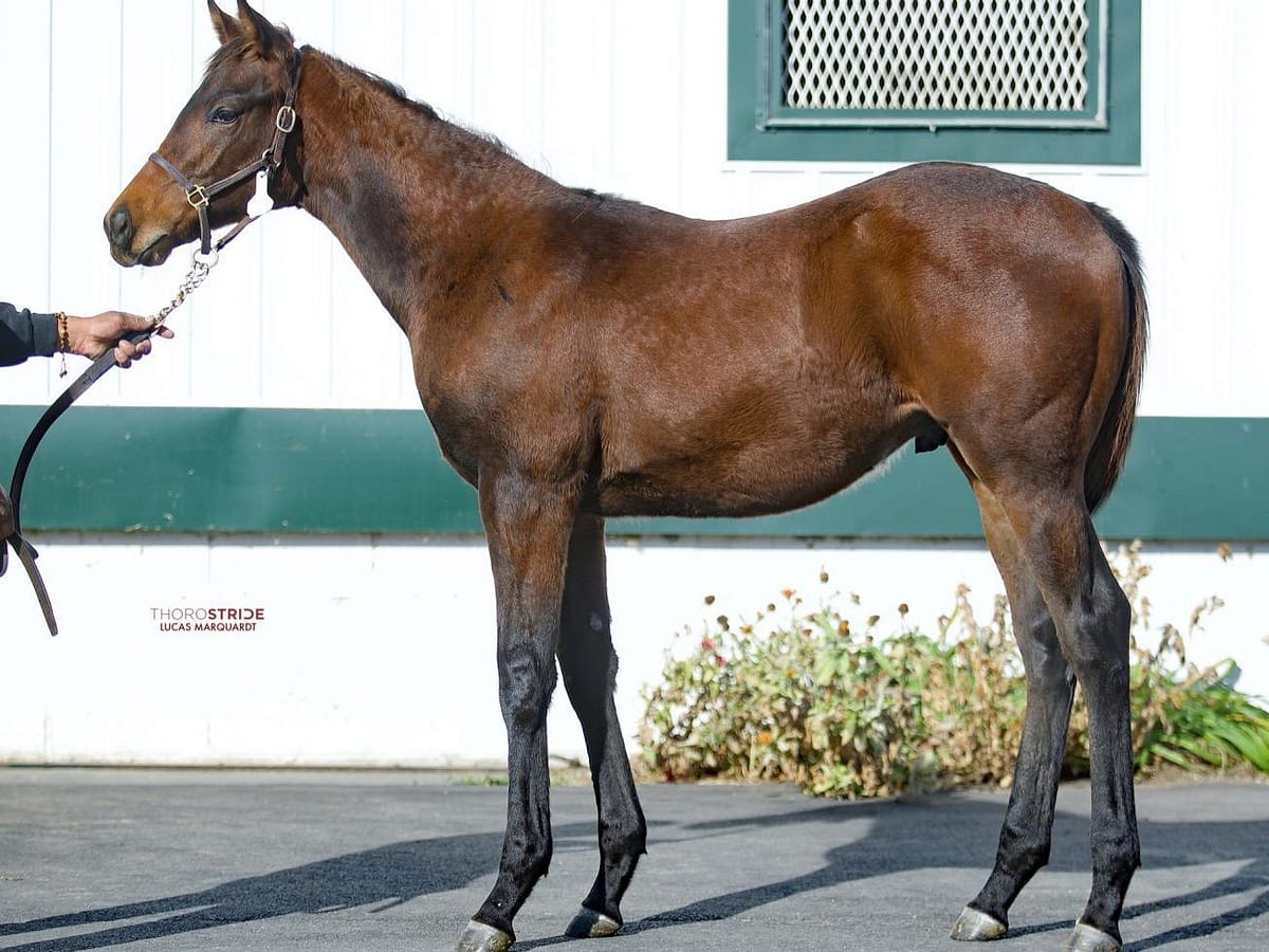 $160,000 at '22 KEENOV | Colt o/o Spring Dance | Purchased by Peter Pugh, for Cherry Knoll Farm | Courtesy Keeneland