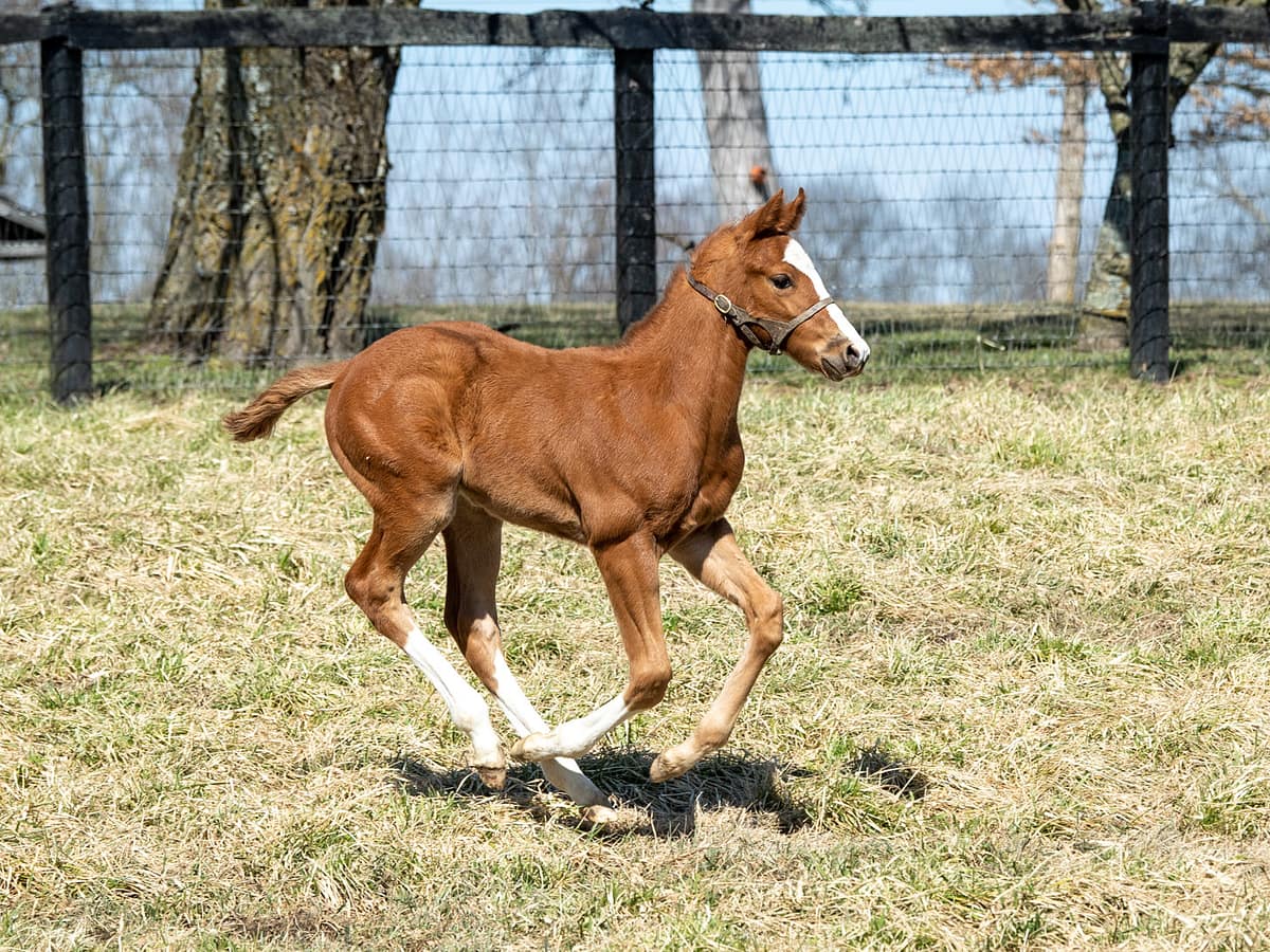 Saoirse Cat colt | pictured at 5 weeks old | Bred by Deann & Greg Baer