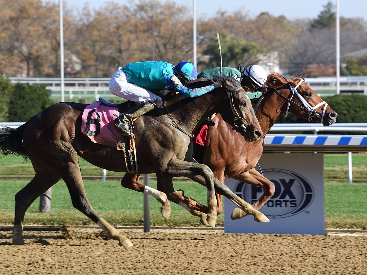 Maiden Special Weight 2020 at Aqueduct | Coglianese Photo