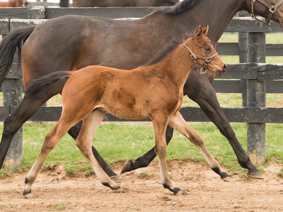 Fully Equipped Colt | Bred by Elm Tree Farm | Spendthrift Farm Photo