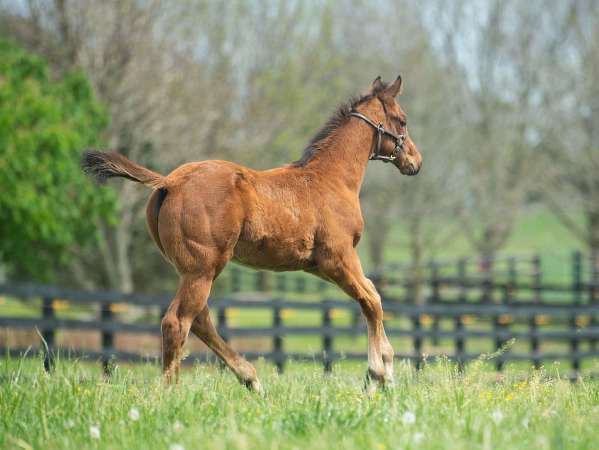 Lotta Kim 20 colt | Bred by Heaven Trees Farm / Dede McGehee | Photo by Spendthrift Farm / Autry Graham