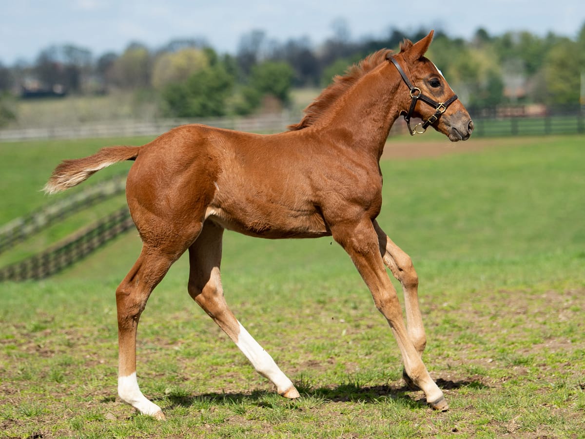 Sound of Thunder 20 filly | Pictured at 37 days old | Bred by Pillar Property Services Inc. | Photo by Spendthrift Farm / Autry Graham