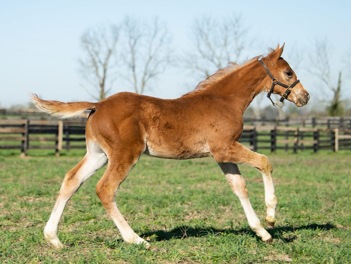 Palmilla Moon 20 colt | Pictured at 29 days old | Bred by Spendthrift Farm | Photo by Spendthrift / Autry Graham