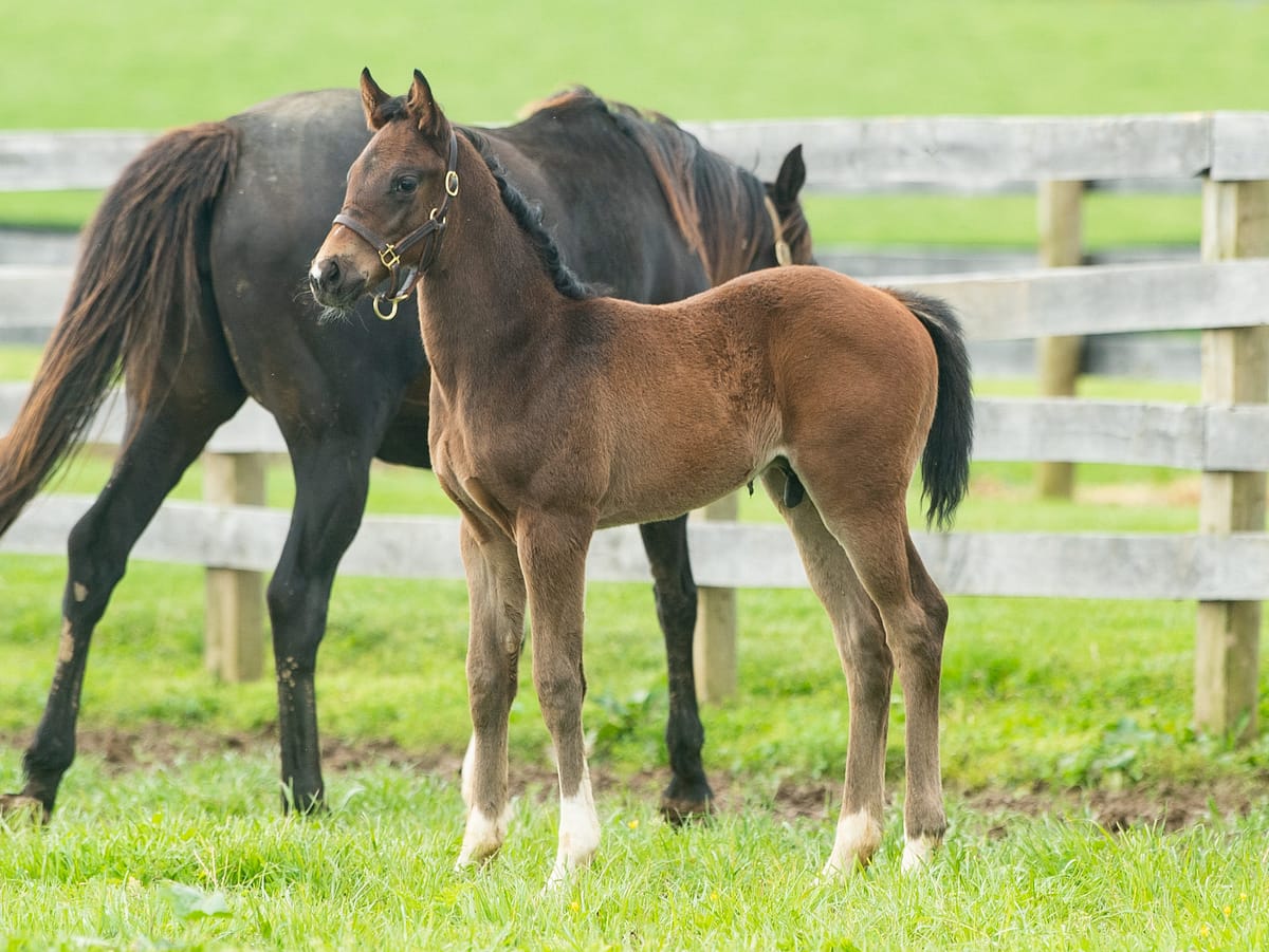 Bide A Wee Island 20 colt | Pictured at 28 days old | Bred by Julia Rice | Photo by Spendthrift Farm / Autry Graham