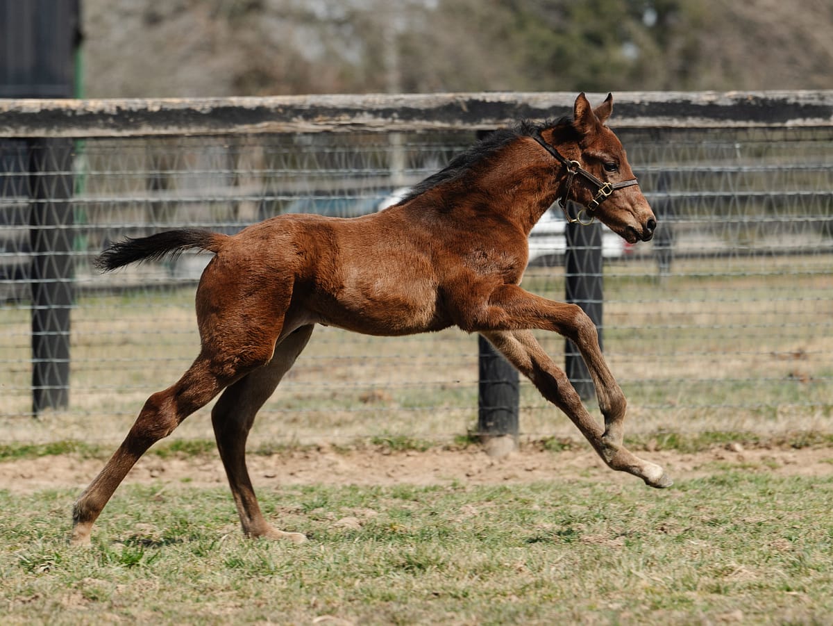 Spring Ring 21 colt | Pictured at 1 month old | Bred by Fred W. Hertrich III | Spendthrift Farm Photo