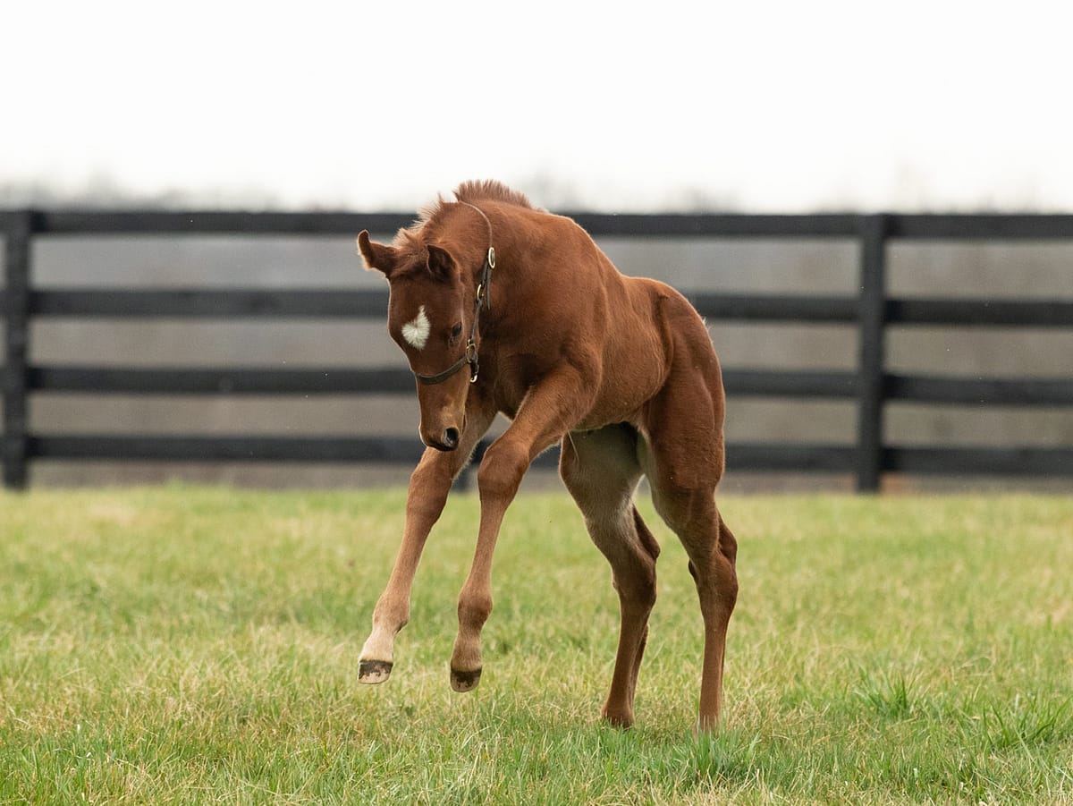 Galloping Ami 21 filly | Bred by Briarbrook Farm (Nick Lotz) | Spendthrift Farm Photo