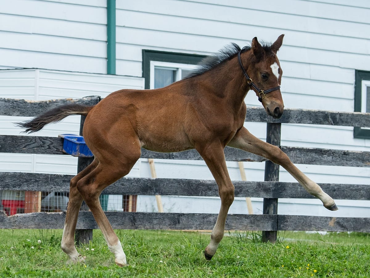 Moments Past 21 colt | Bred by Lonnie Winkelspecht | Spendthrift Farm Photo