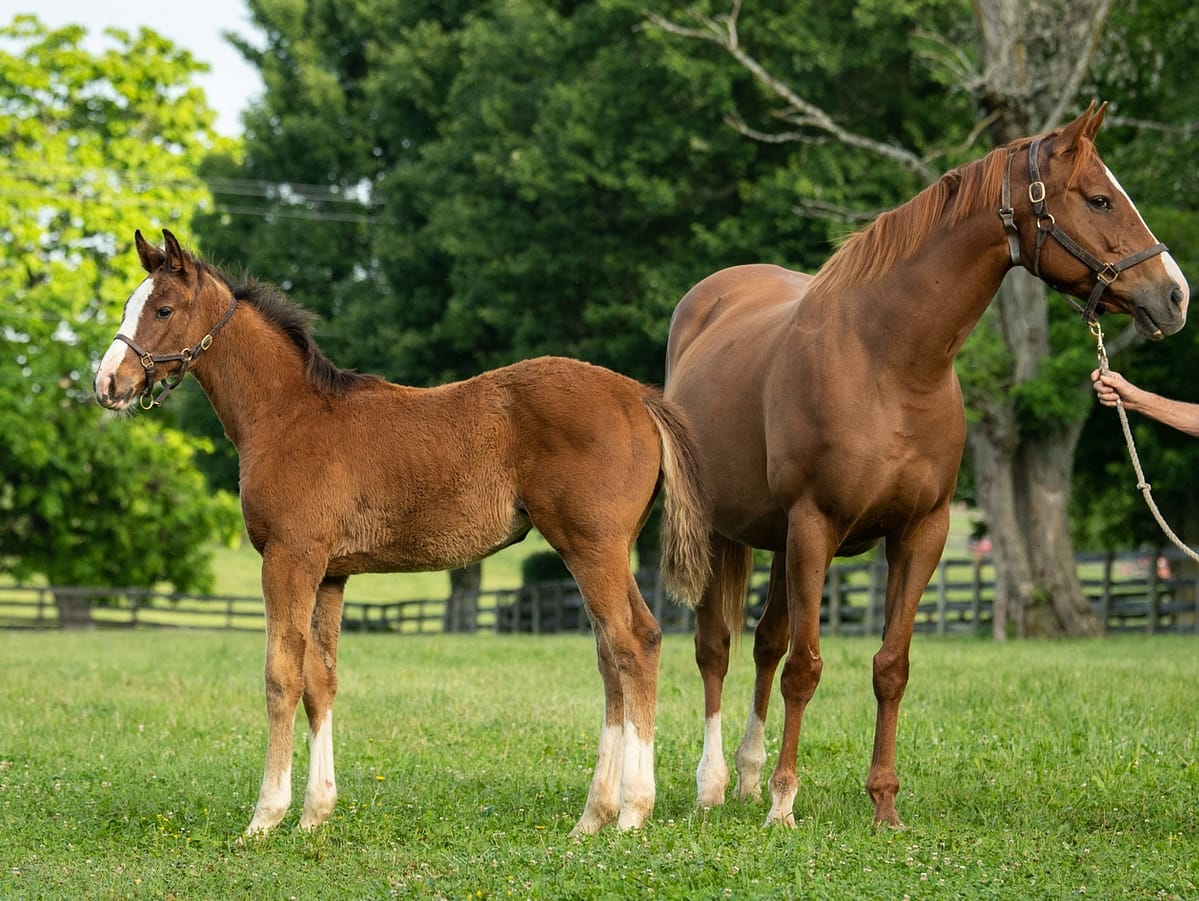 Beijos do Brasil 21 filly | Pictured at 3 months old | Bred by Cowboy Stables, LLC | Spendthrift Farm Photo