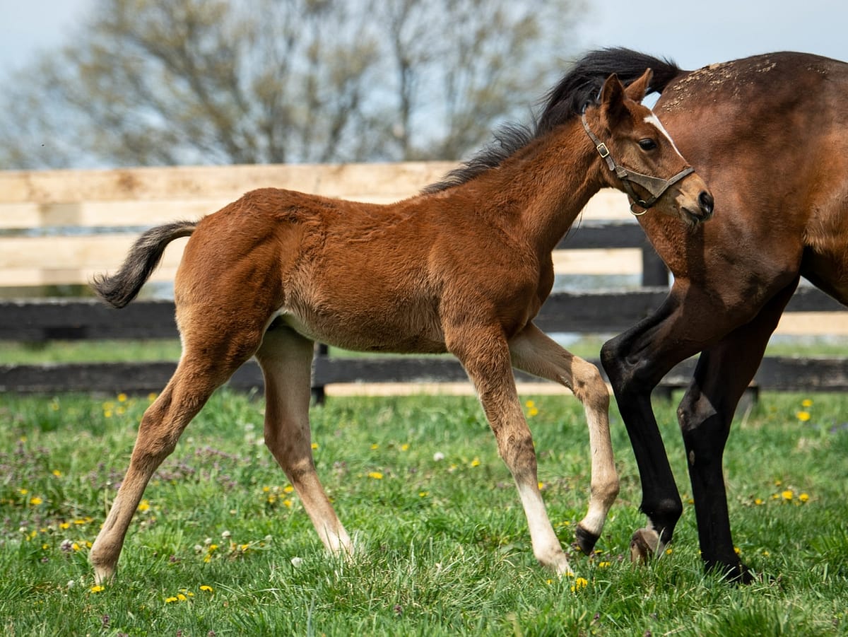 Shop 21 colt | Pictured at 1 month old | bred by TLC TB's & Stonegate Stable | Spendthrift Farm Photo