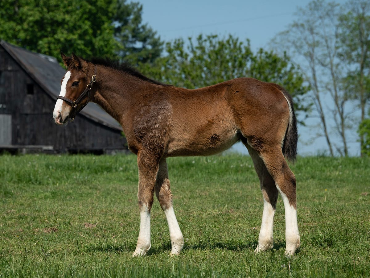 Term Paper 21 colt | Pictured at 4 months old | Bred by Faustino Paz | Spendthrift Farm Photo