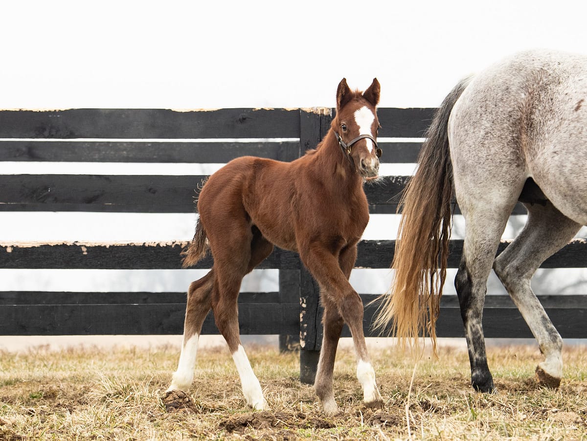 Coup de Coeur 21 colt | Pictured at 9 days old | Bred by Spendthrift Farm | Spendthrift Farm Photo