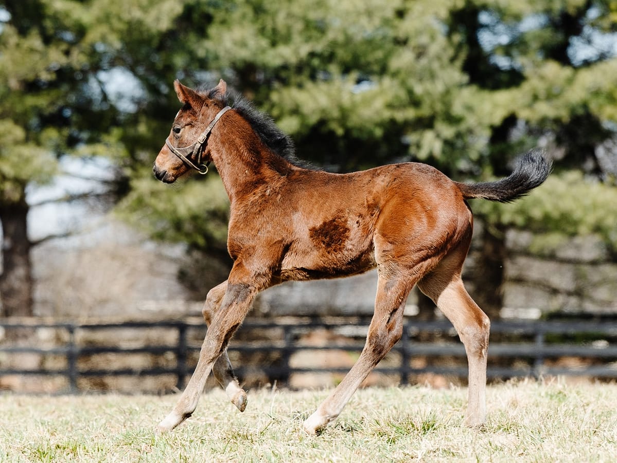 Regal Serenade 21 colt | Pictured at 38 days old | Bred by Smith, Boyd, Brendemuehl | Spendthrift Farm Photo