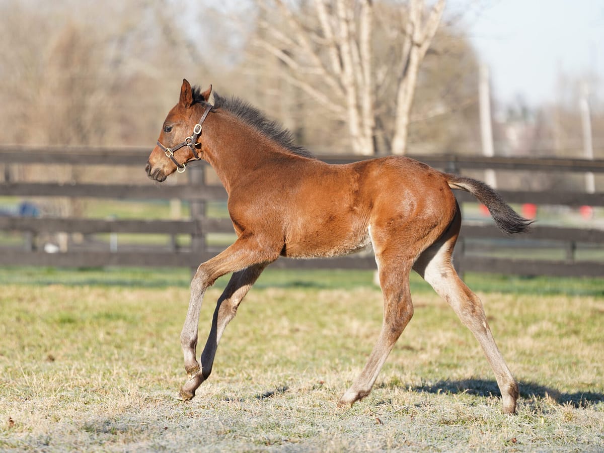 Susie's Daddy colt | Pictured at 1 month old | Bred by Gail Ray | Nicole Finch photo