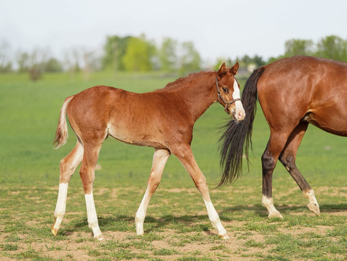 Seize the Empress colt | Pictured at 40 days old | Bred by Jackpot Farm | Nicole Finch photo