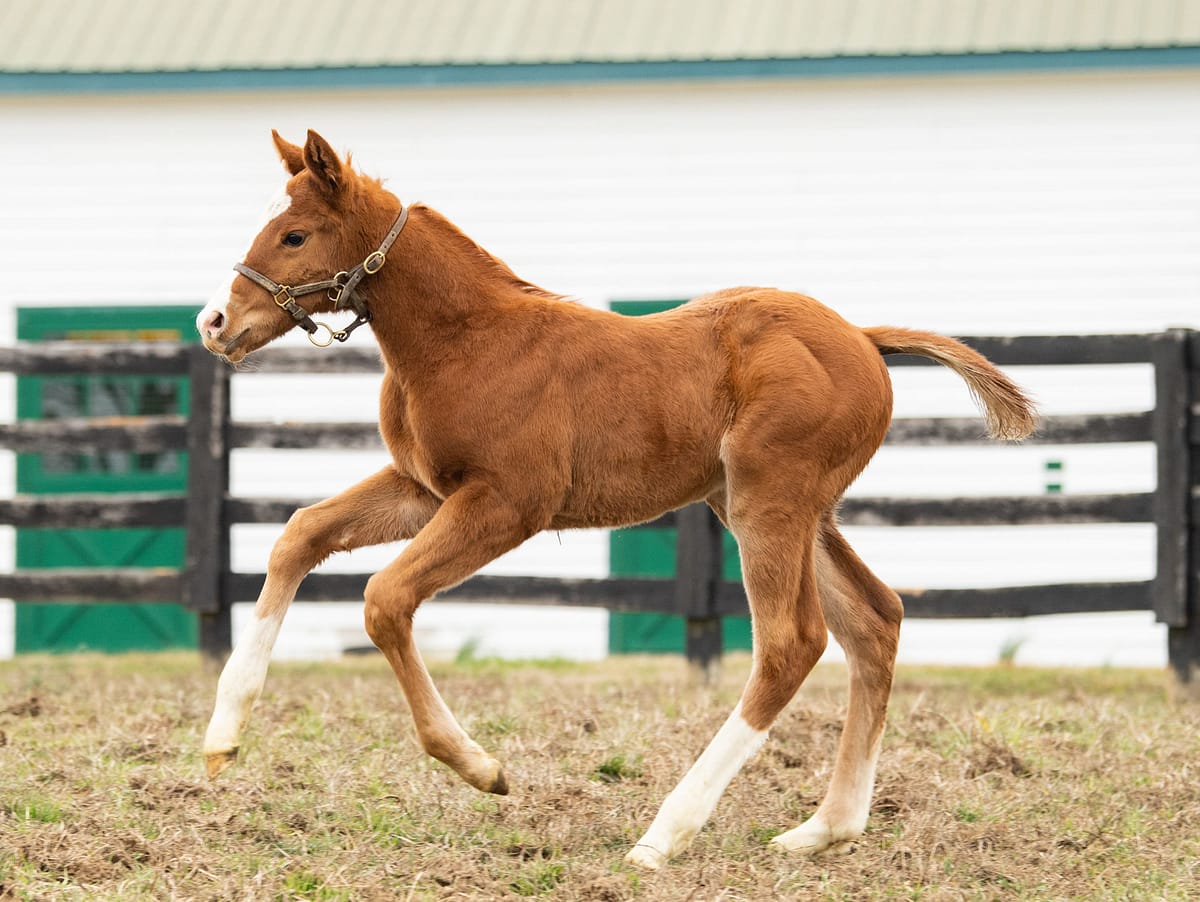 Tiz the Key 20 filly | Pictured at 17 days old, bred by Spendthrift Farm | Spendthrift / Autry Graham Photo
