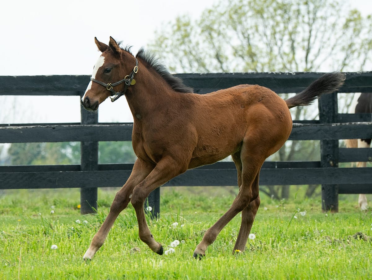 Star Super 21 filly | pictured at 52 days old | Bred by Jody Huckabay | Spendthrift Farm Photo