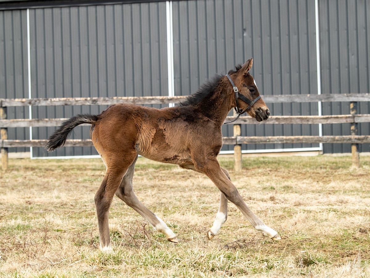 Munnings’ Finest colt | Pictured at 3 weeks old | Bred by Coteau Grove | Spendthrift Farm photo