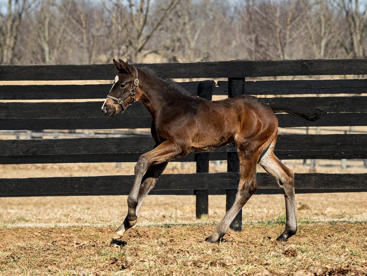 Jeannie S. colt | Pictured at 21 days old | Bred by Carlos Rafael | Spendthrift Farm Photo