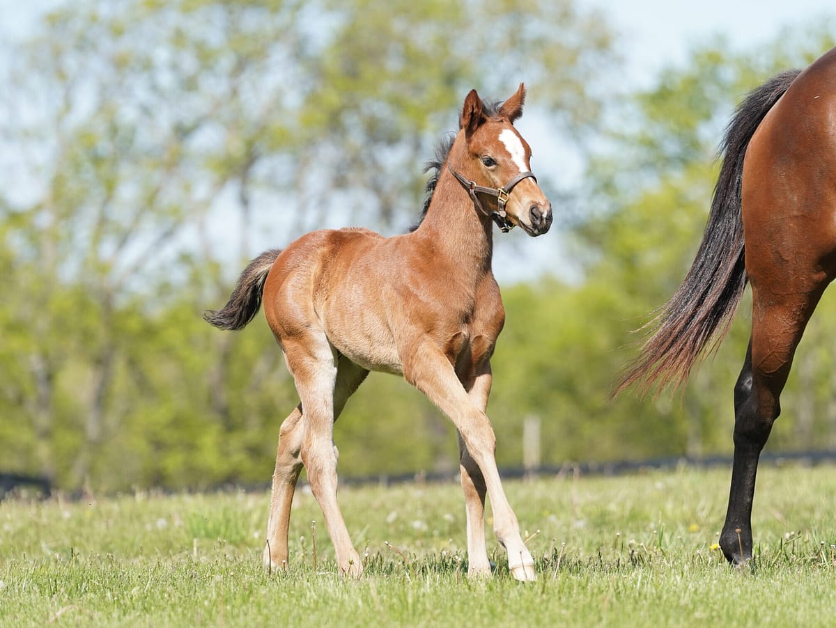 Gemmizell colt | Pictured at 30 days old