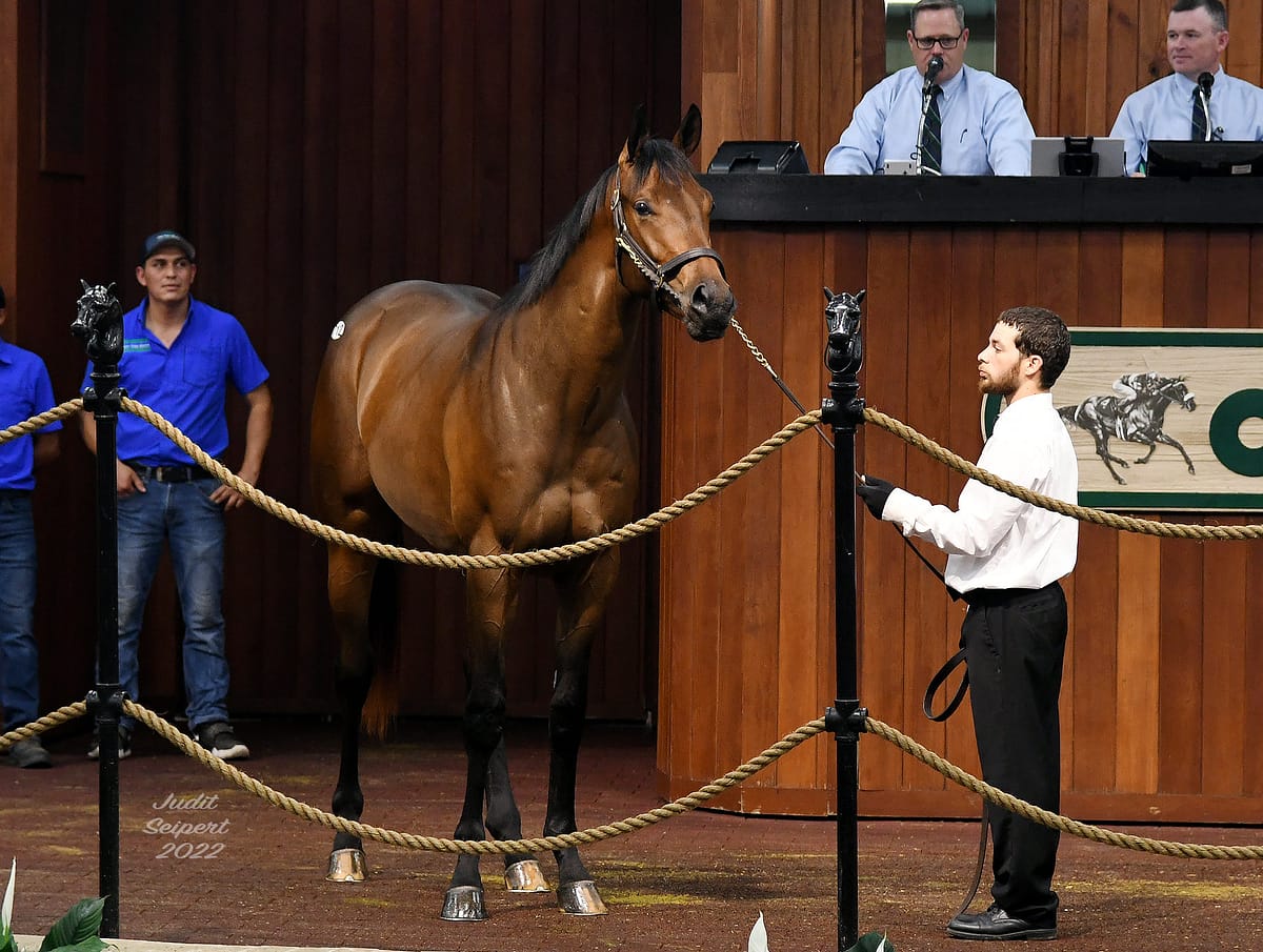 $220,000 colt | Hip 712 o/o Majestic Island | Purchased by Robert Garrett - Scattered Acres | Judit Seipert photo