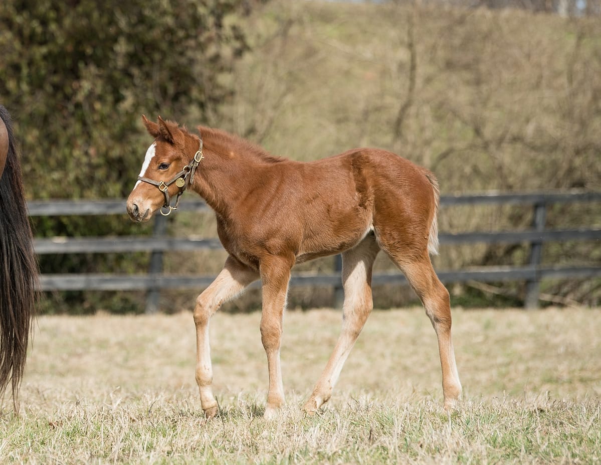 Joyful 20 filly | Pictured at 33 days old | Bred by Frankfort Park Farm | Photo by Spendthrift Farm / Autry Graham