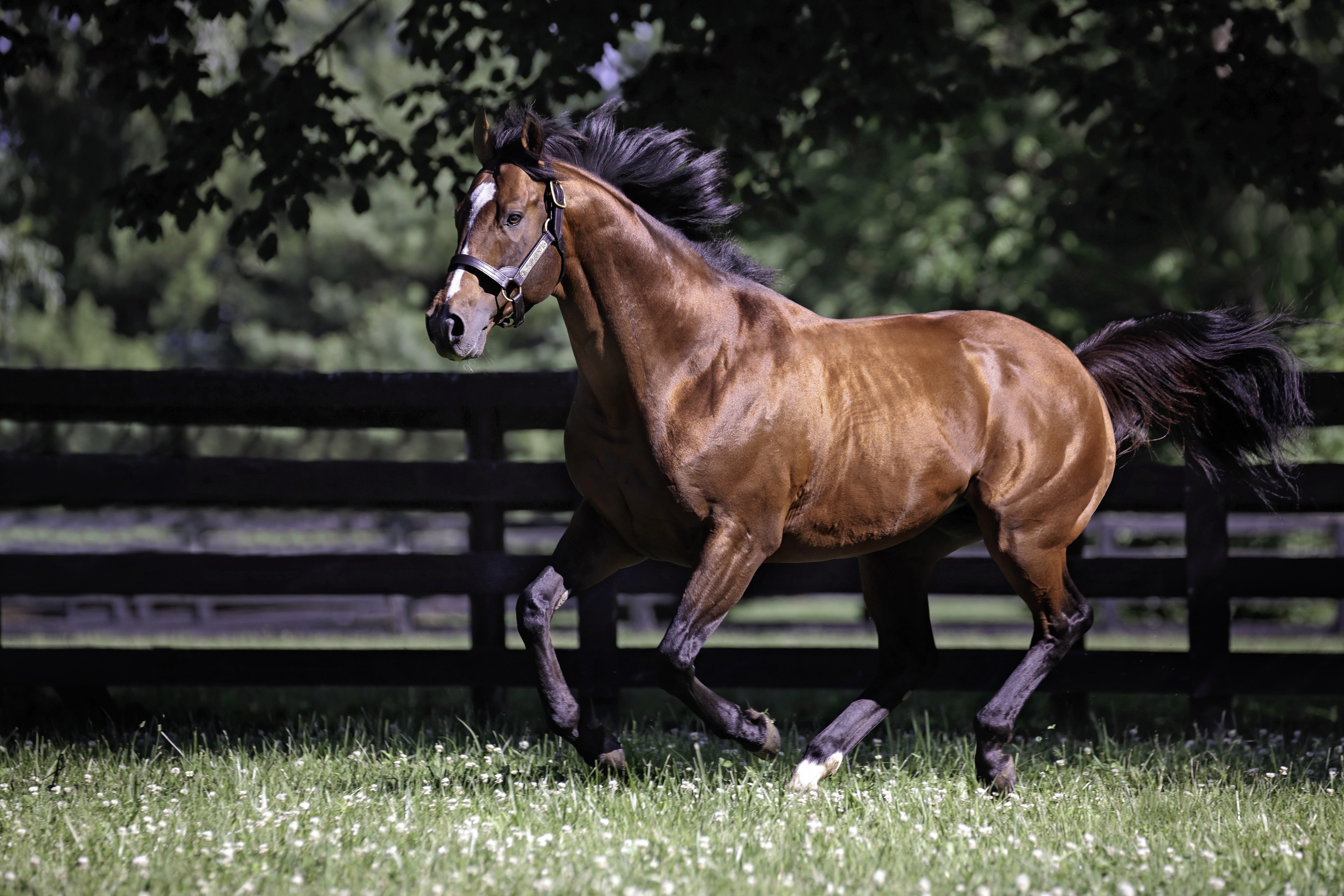 Goldencents became one of 8 sophomore sires ever to top $5.5 million | Shandon Cundiff photo