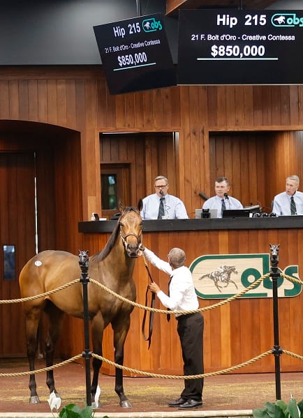 Bolt d'Oro's Hip 215 at the 2023 OBS Spring 2yos in Training Sale - photo by Z