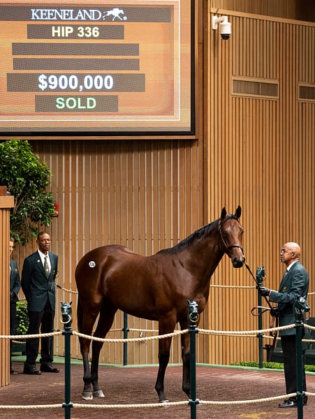 The $900,000 sales price for Hip 336 was more than double any other by a freshman sire in Book 1