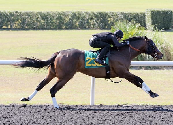 Race Day's Hip 232 breezing at the OBS Under Tack Show - photo by Z