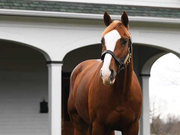 Free Drop Billy is the only G1 winner at stud by Union Rags