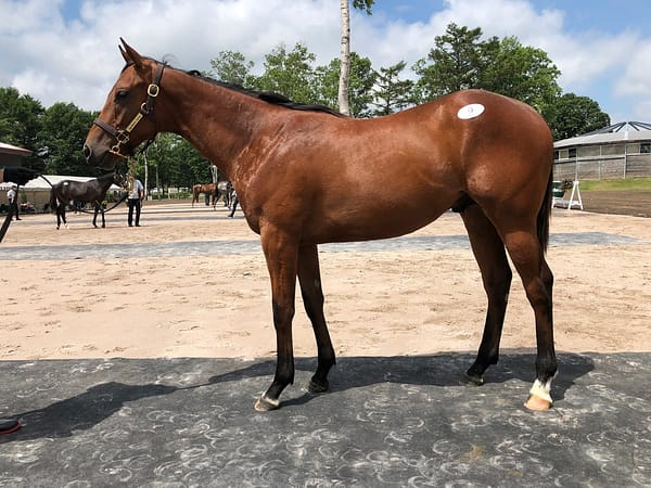 Into Mischief's $727K colt at the 2019 Japan Select Yearlings sale