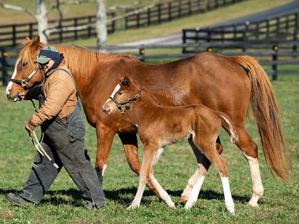 Free Drop Billy's first foal: "She's going to be nice" | Autry Graham photo