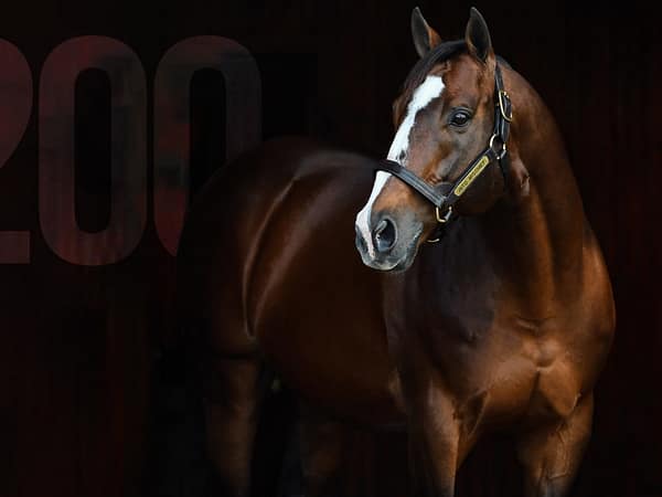 Into Mischief looks to become the first stallion ever in North America to eclipse $20 million in progeny earnings in a single season | Autry Graham photo