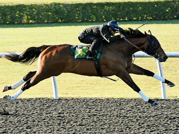 Mitole's hip No. 143 breezing at the OBS March 2yo sale Under Tack Show - Judit Seipert photo
