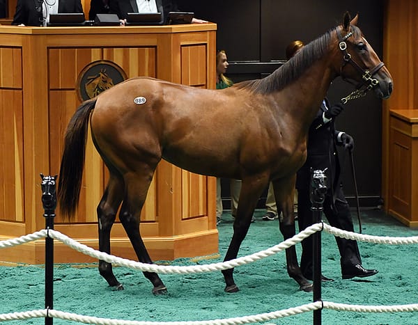 Into Mischief’s $750,000 filly, hip No. 89, at the 2019 Fasig-Tipton Saratoga Yearling sale – photo by Z
