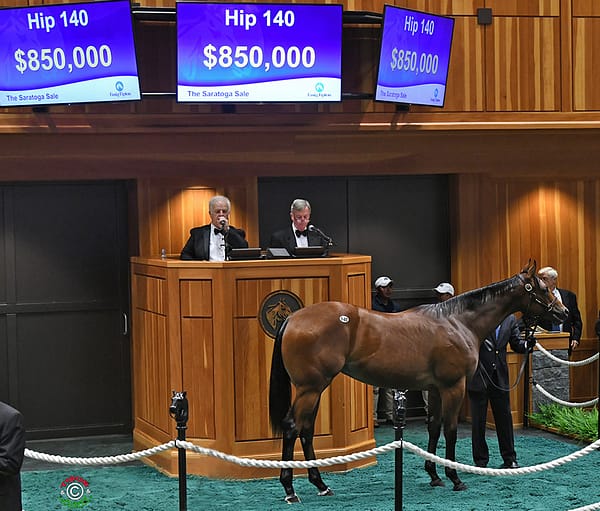 Into Mischief’s $850,000 filly, hip No. 140, at the 2019 Saratoga Yearling sale – Tibor & Judit photography
