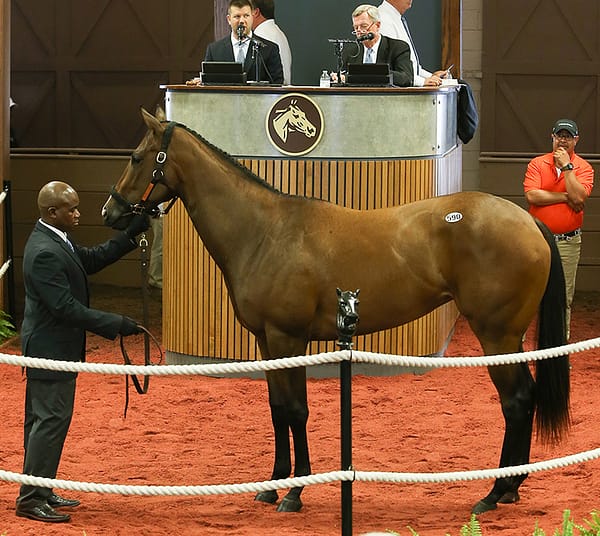 Wicked Strong's $200,000 filly, hip No. 590, at the 2019 F-T Midlantic 2yo sale – photo by Z