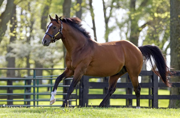 Into Mischief | Paddock 2014 | Barbara Livingston Photo
