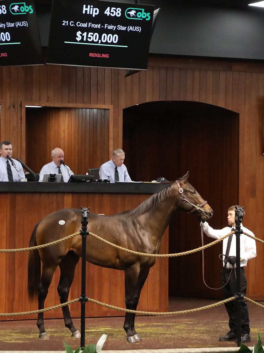 $150,000 | Colt o/o Fairy Star (Aus) | Purchased by Taproot Bloodstock, for John Murrel | '23 OBSMAR | Z photo