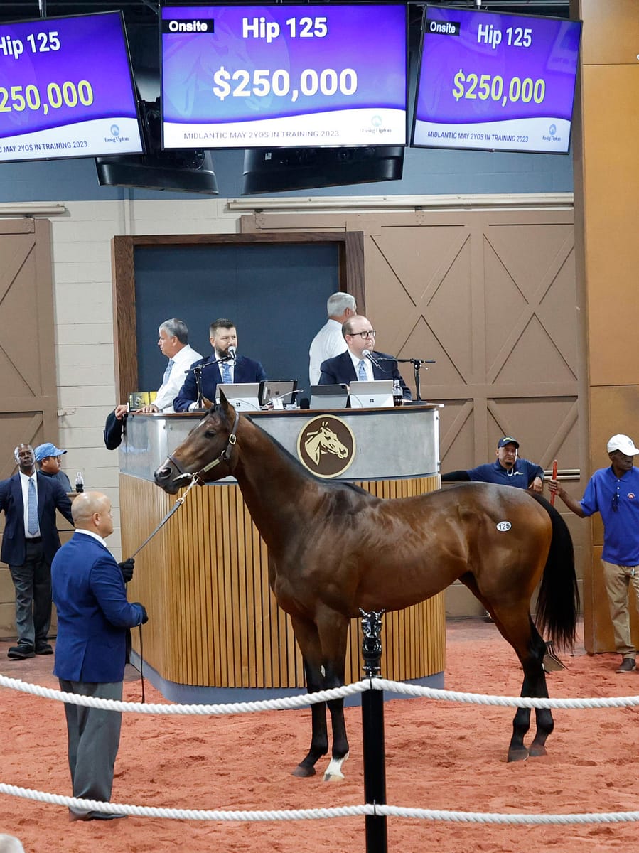 $250,000 | Colt o/o Daddy's Diva | Purchased by Spendthrift Farm | '23 F-T Midlantic | Z photo