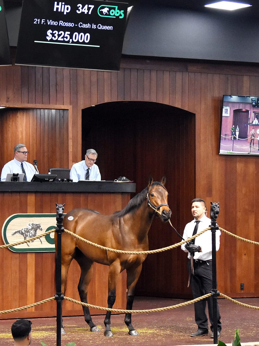 $325,000 filly | Hip 347 o/o Cash Is Queen | Purchased by West Bloodstock, for Repole Stable | '23 OBSMAR | Judit Seipert photo